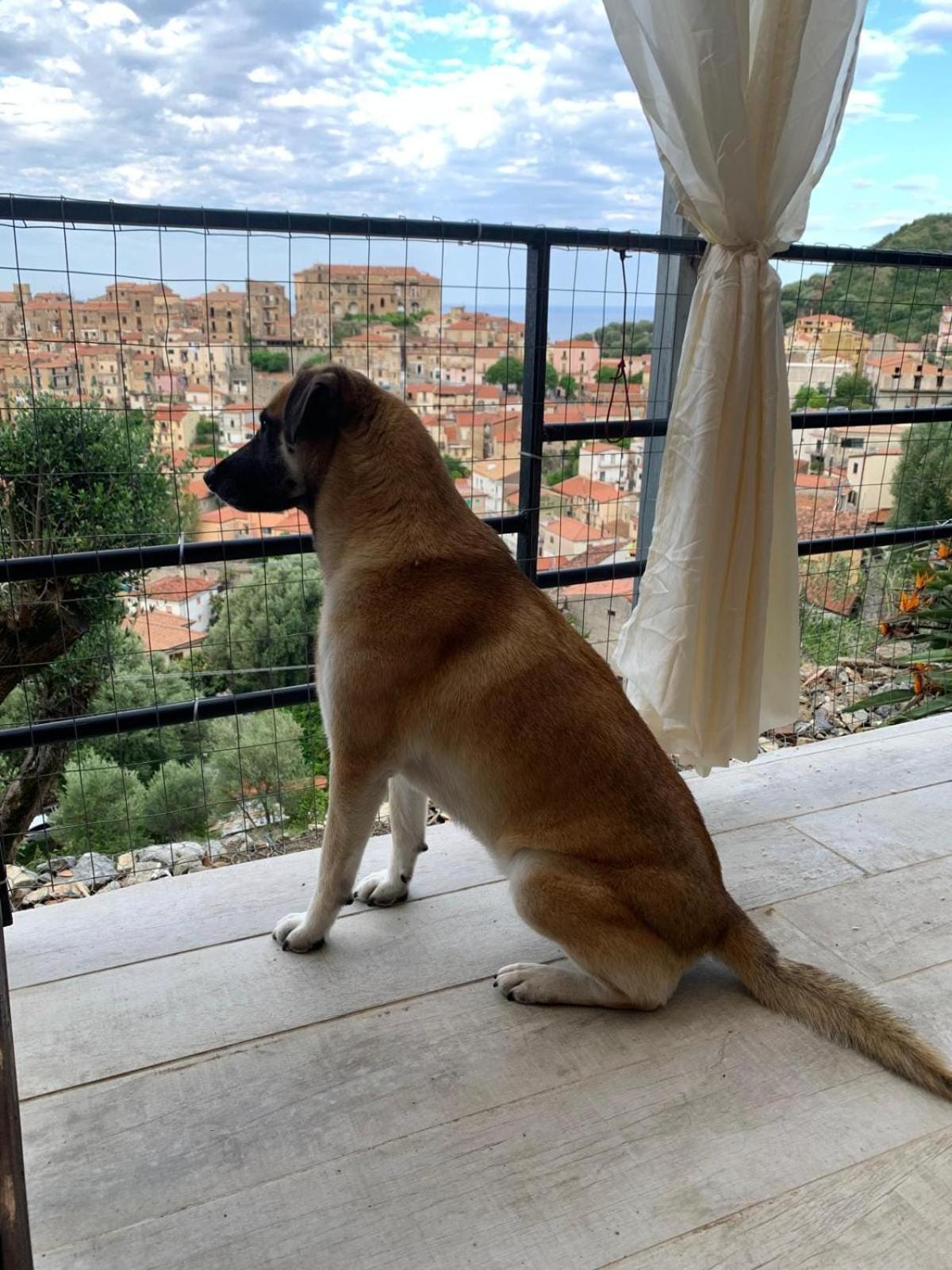 Appartamento la casa dei fiori Pisciotta Esterno foto